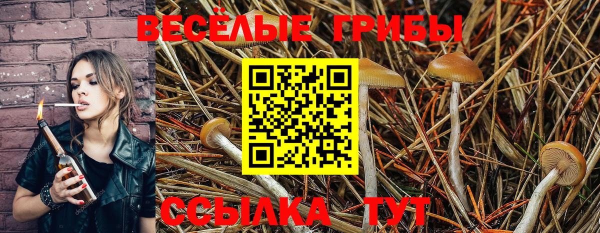 Псилоцибиновые грибы Cubensis  Вход с VPN  Алатырь  Галлюциногенные грибы Psilocybine cubensis 